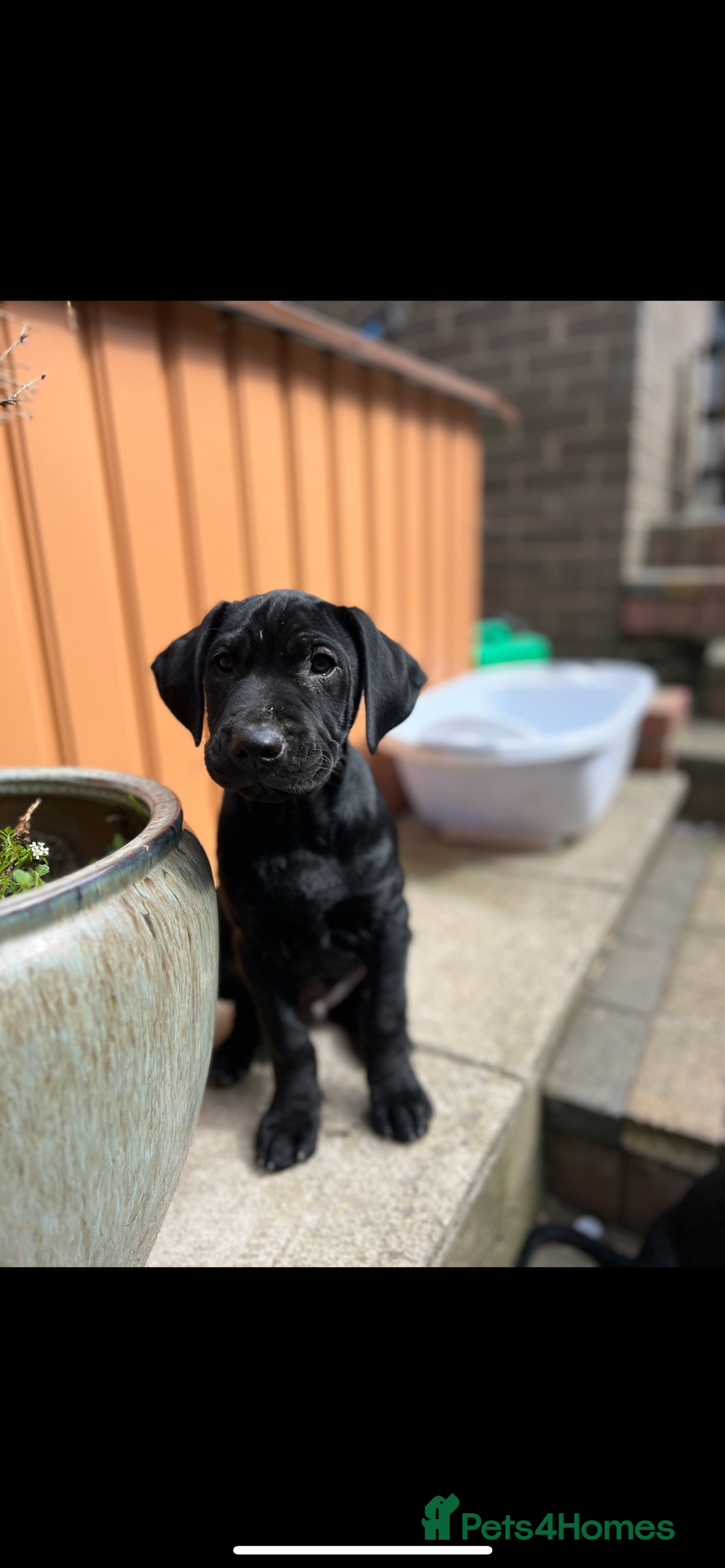 Labrador Retriever dogs for sale: Reduced Happy,Healthy,Beautiful Working Labrador  - Advert 11