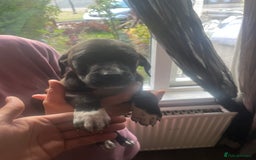 Mixed Breed dogs for sale: Puppies - Image 14