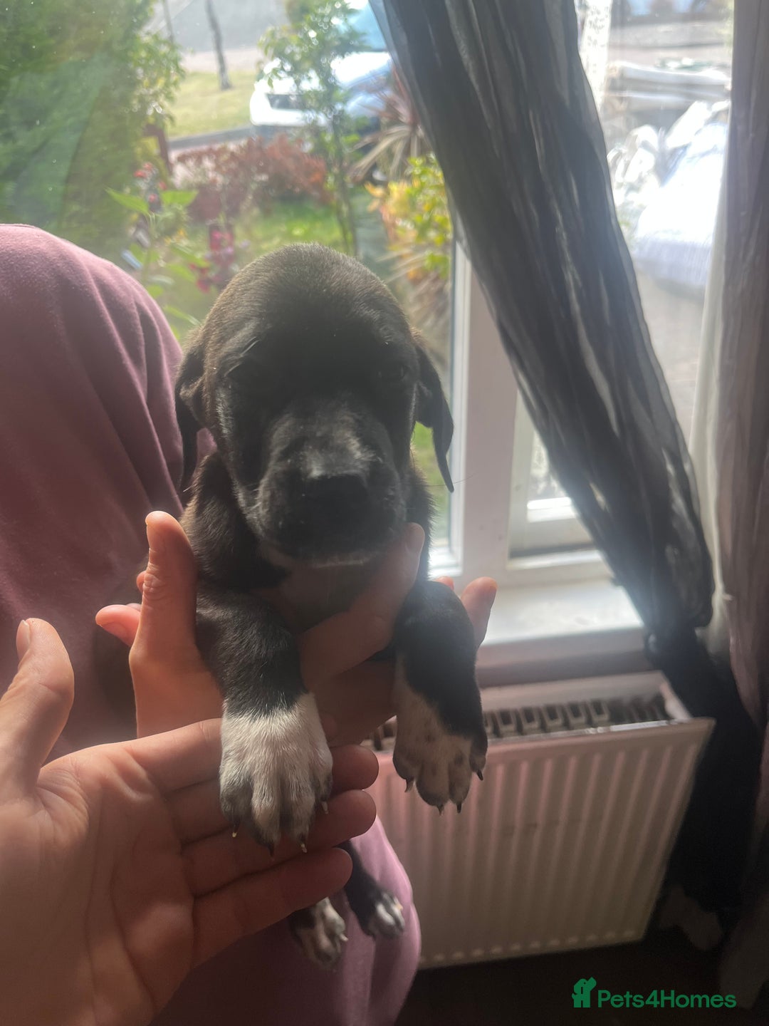 Mixed Breed dogs for sale: Puppies - Image 14