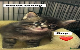 Maine Coon cats for sale: Maine Coon Kittens – Ready 18th October 🏡 - Image 4