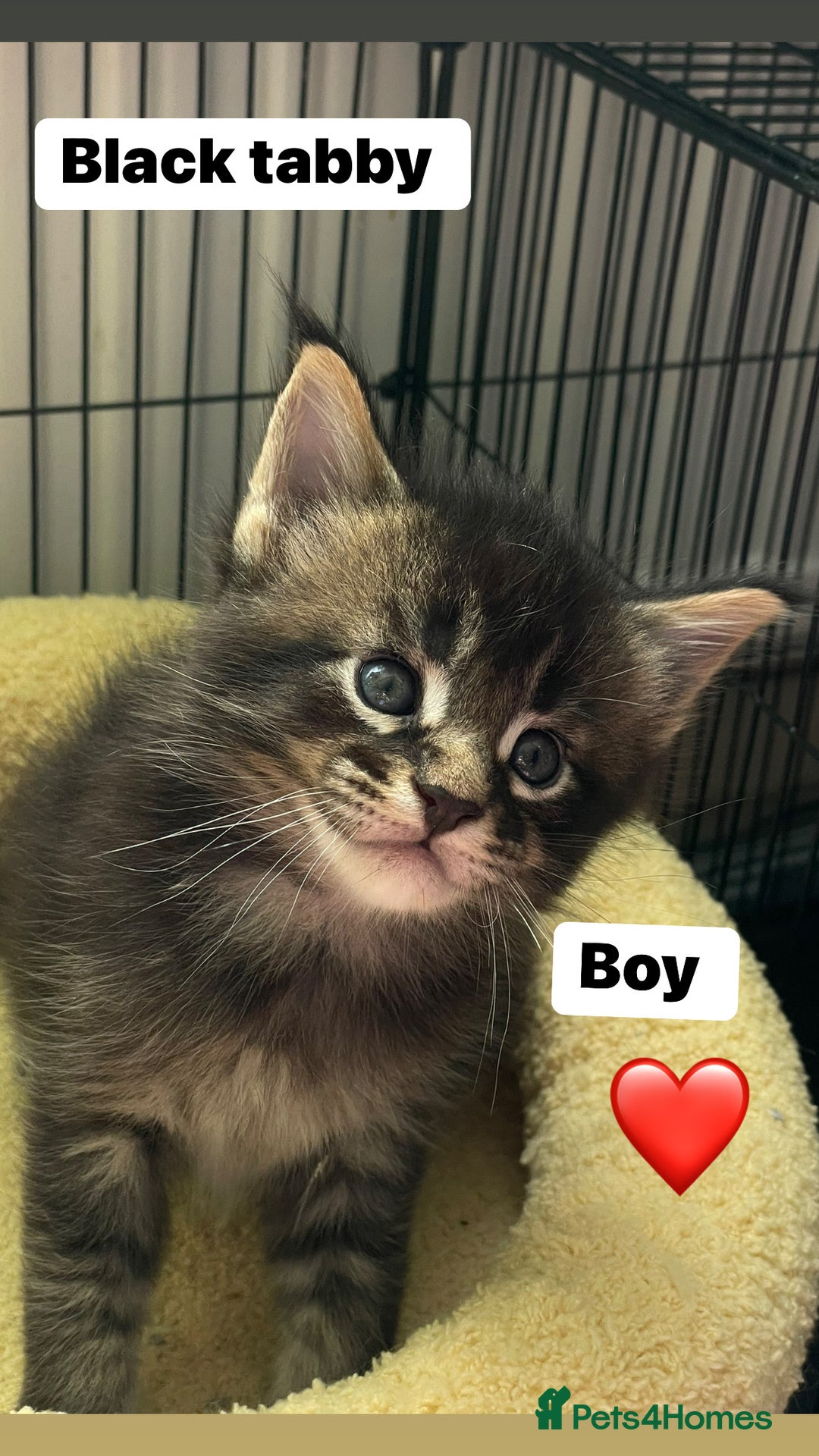 Maine Coon cats for sale: Maine Coon Kittens – Ready 18th October 🏡 - Image 4