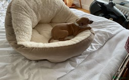 Italian Greyhound dogs for sale:  Beautiful Italian greyhound puppies  - Image 24