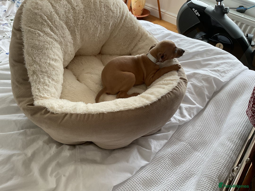 Italian Greyhound dogs for sale:  Beautiful Italian greyhound puppies  - Image 24