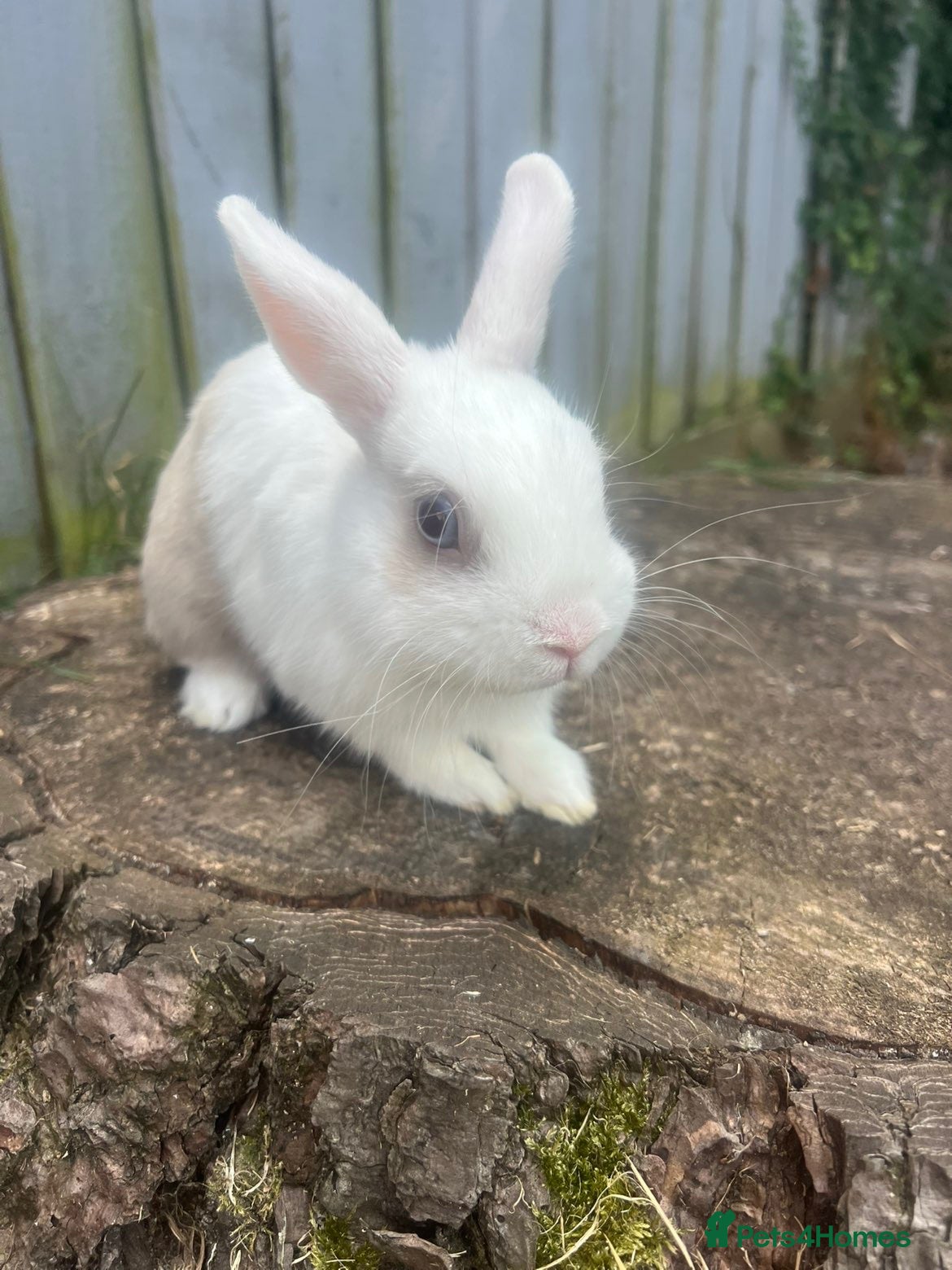 Rex rabbits Blue eyed white/beige rabbit - Advert 4