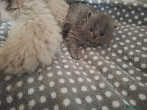 Persian cats - Advert 3