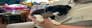 Mixed Breed 4