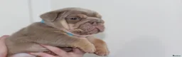 English Bulldog dogs for sale: ⭐️⭐️⭐️ EXCEPTIONAL ENGLISH BULLDOG PUPPIES ⭐️⭐️⭐️ - Advert 4
