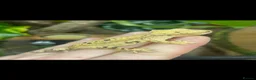 Gecko reptiles for sale: Ink spot/blotch super dalmation crested gecko - Advert 3