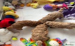 Toy Poodle dogs for sale: Toy poodle - Image 5