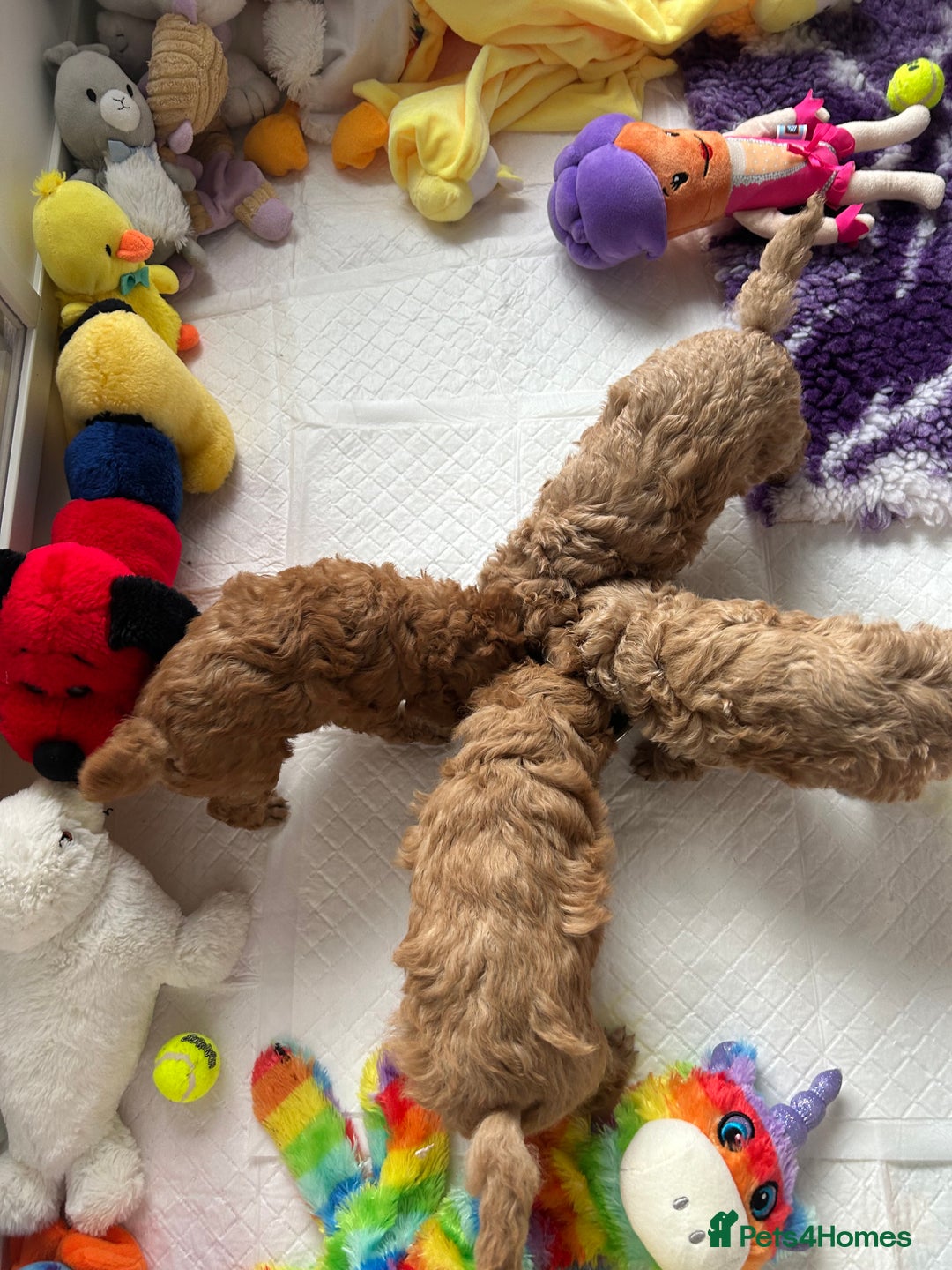 Toy Poodle dogs for sale: Toy poodle - Image 5