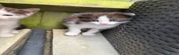 Mixed Breed cats for sale: Beautiful kittens for sale  - Advert 6