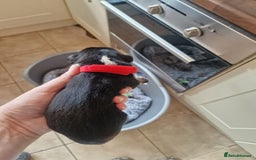 Mixed Breed dogs for sale: Kelpie x Collie Puppies  - Image 12