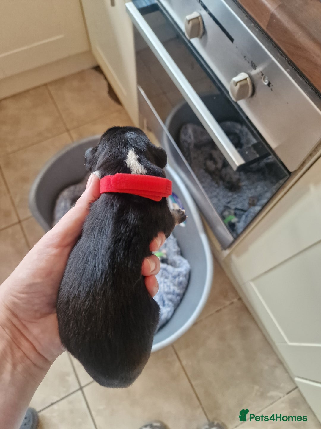 Mixed Breed dogs for sale: Kelpie x Collie Puppies  - Image 12