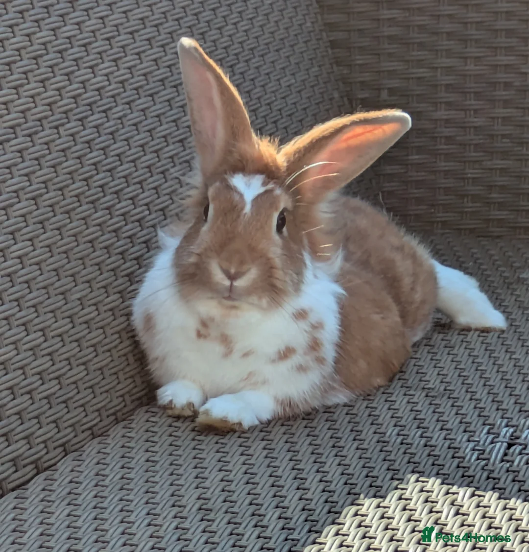 Lionhead rabbits for sale: Female lionhead  in Poole - Advert 1