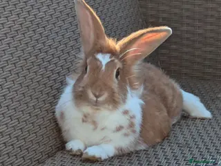 Lionhead rabbits Female lionhead - Advert 1