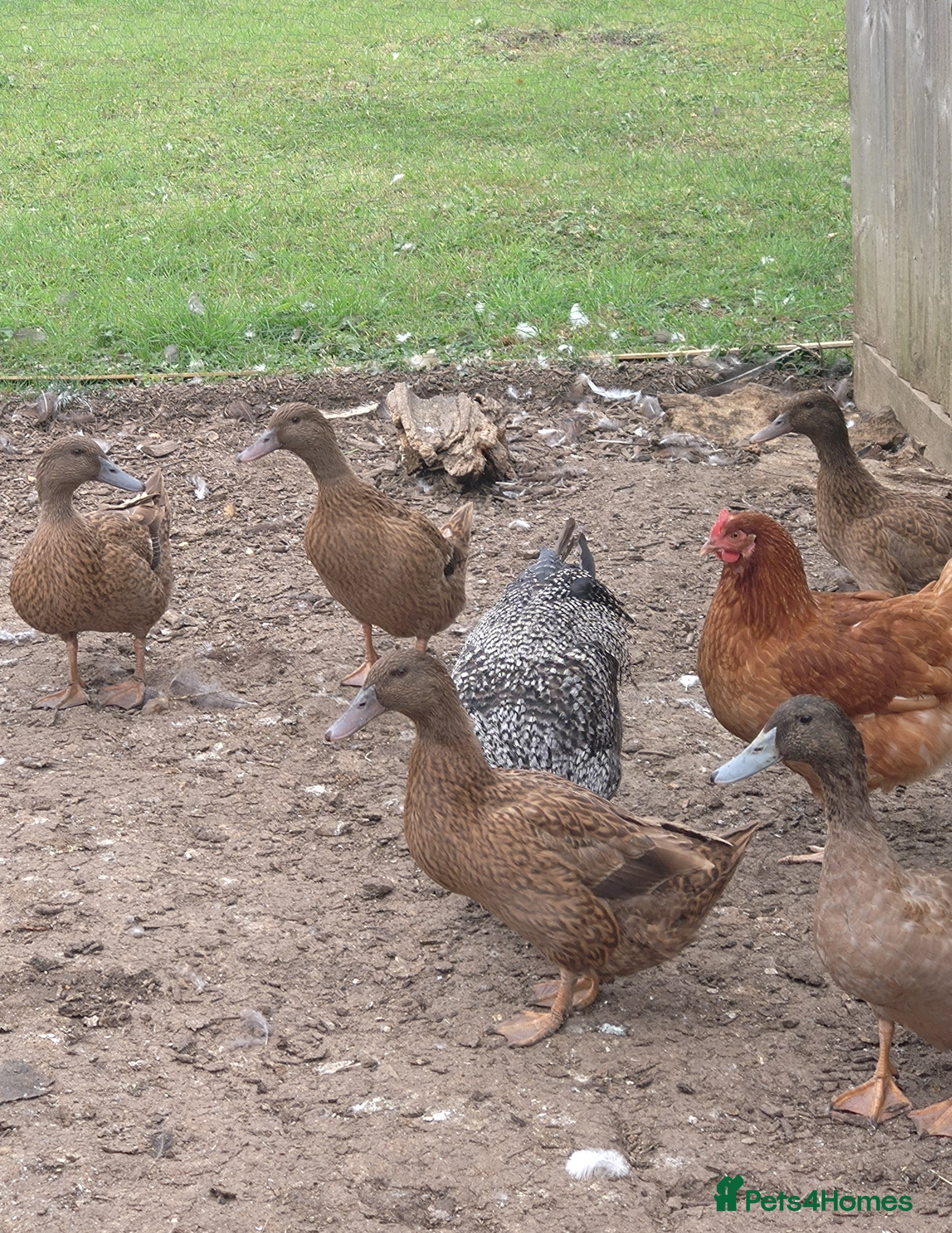 Ducks poultry Khaki Campbell's  - Advert 5