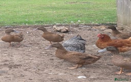 Ducks poultry for sale: Khaki Campbell's  - Image 1