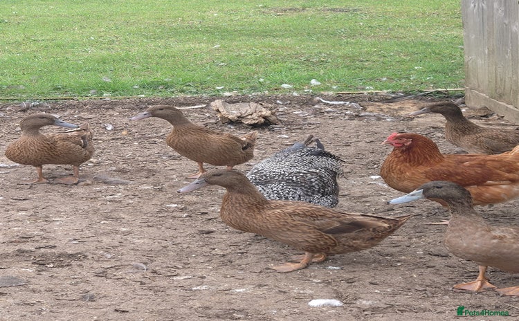 Ducks poultry - Advert 8