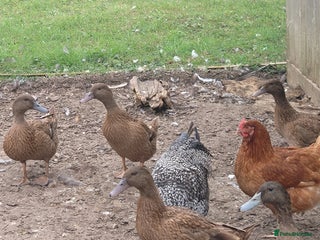 Ducks poultry - Advert 19