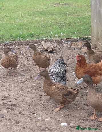 Ducks poultry for sale - Advert 1