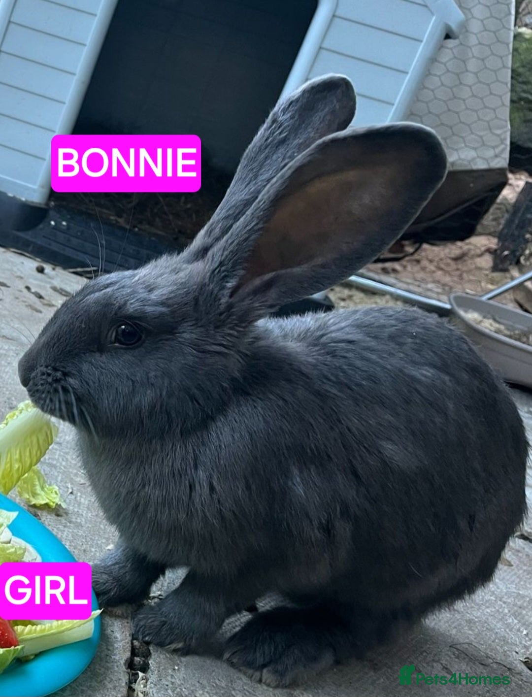 Continental Giant rabbits for sale: Continental giant babies  - Image 2