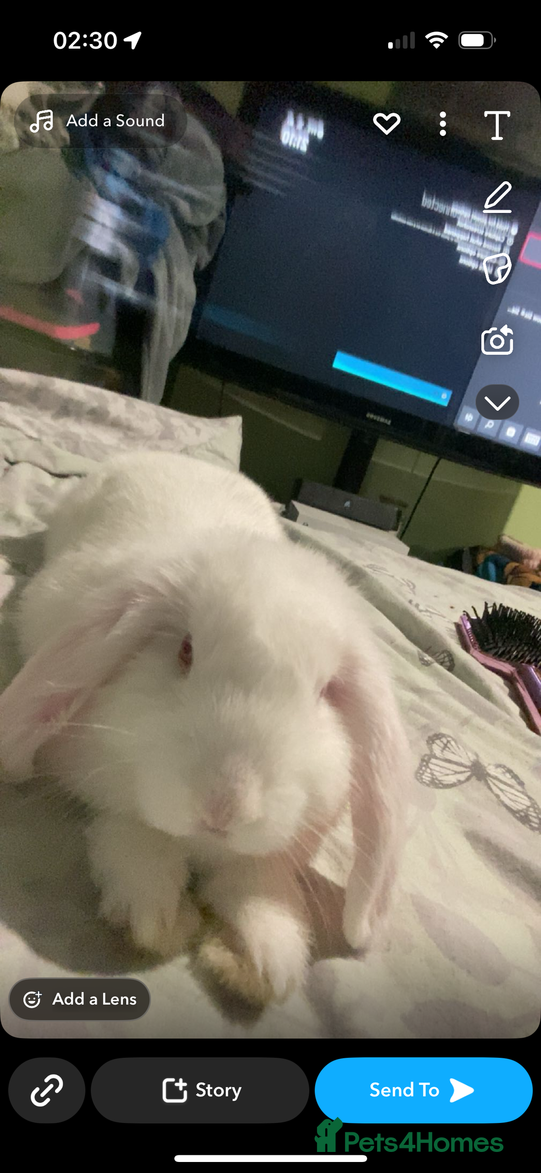 Mini Lop rabbits for sale: Lola&niglet  - Advert 3