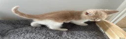 Mixed Breed cats for sale: Beautiful cream kittens for sale - Advert 12