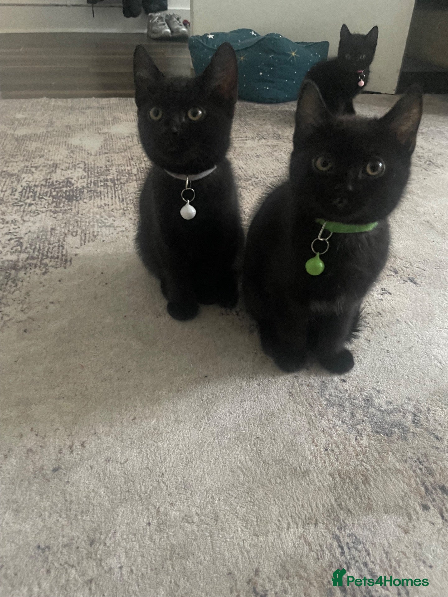 Mixed Breed cats for sale: 4 beautiful Bengal x sisters  - Advert 1