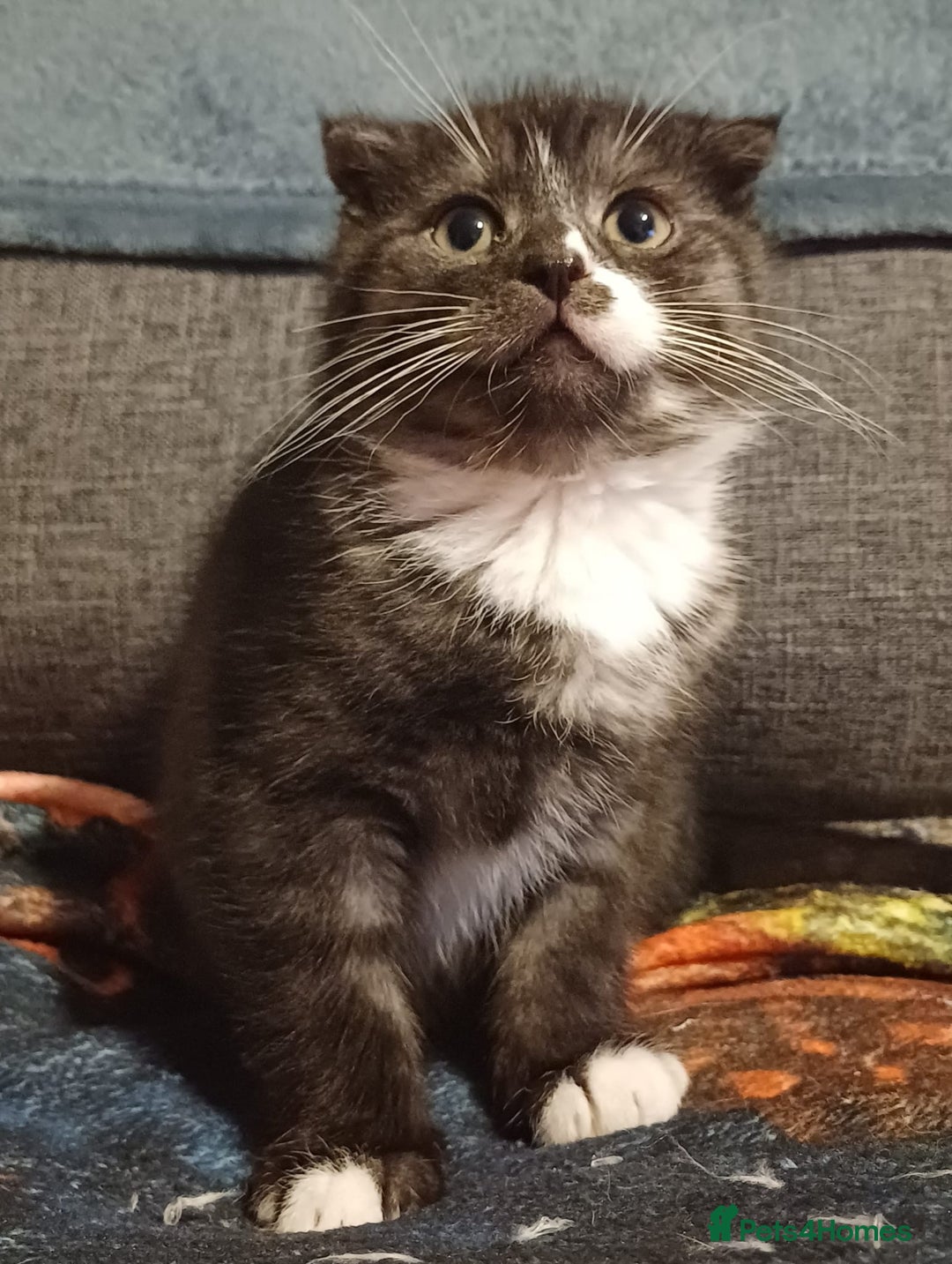 Scottish Fold cats for sale: 5 beautiful Scottish fold kittens  - Advert 8