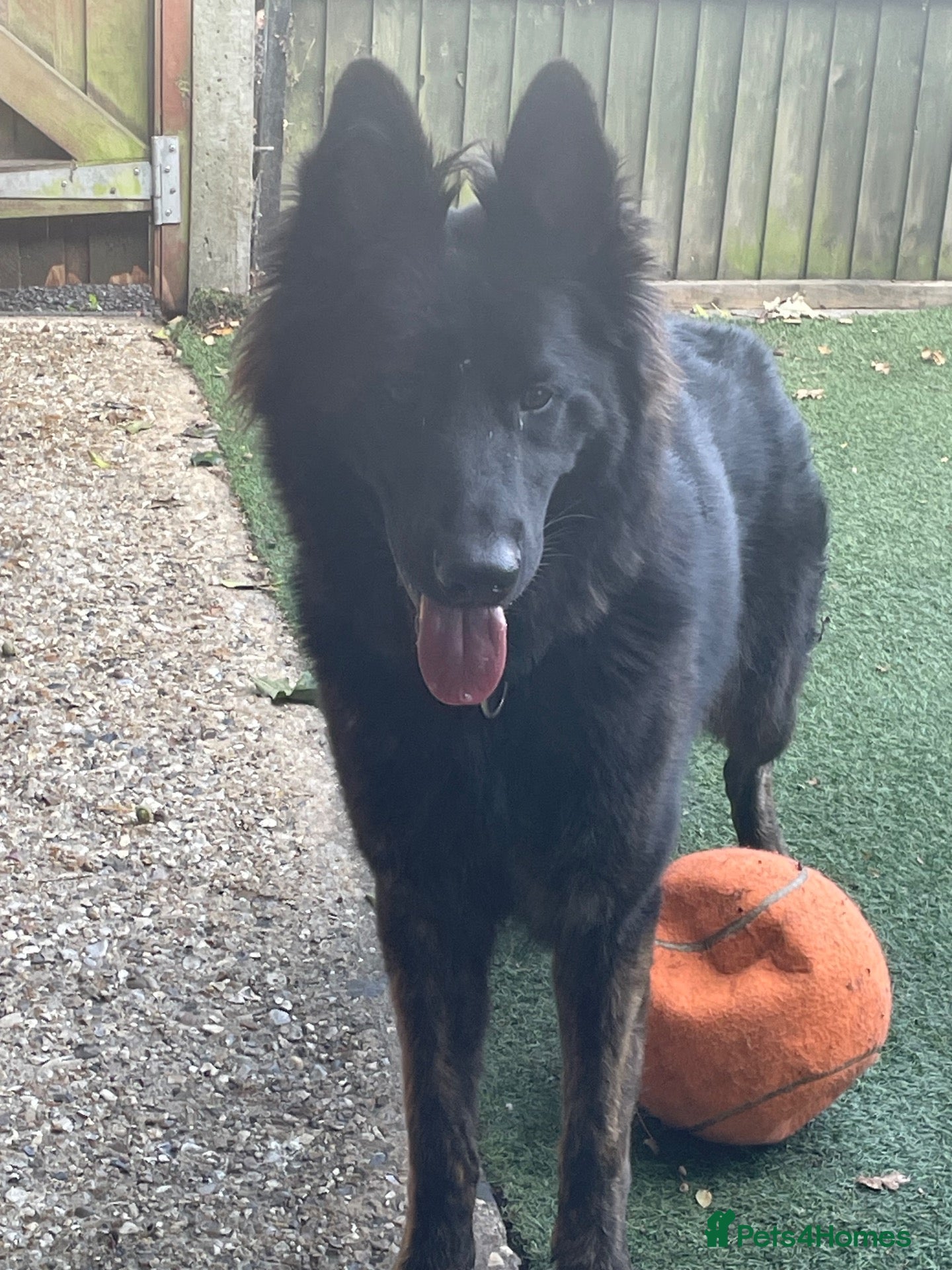 German Shepherd dogs 2 year old German shepherd  - Advert 3
