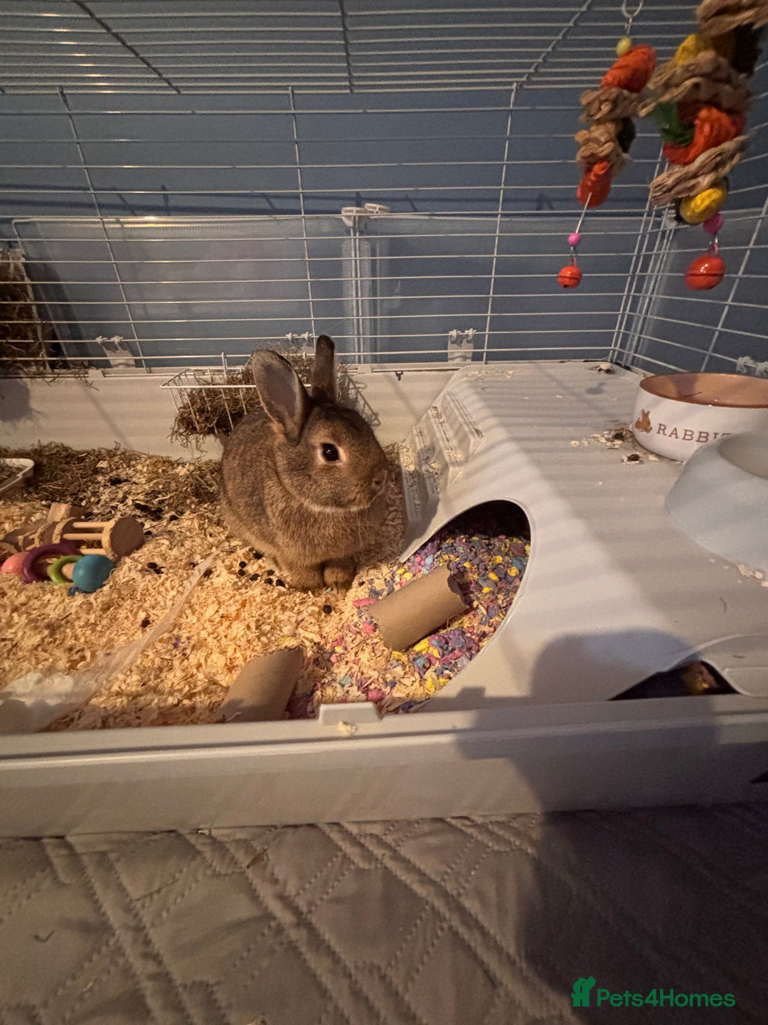 Netherland Dwarf rabbits for sale: Netherland dwarf bunny - Advert 4