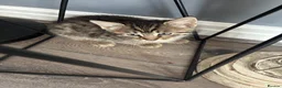Mixed Breed cats for sale: 5 kittens - Advert 6