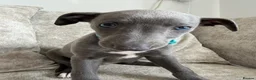 Whippet dogs for sale: I BEAUTIFUL GIRL LEFT READY NOW - Advert 14