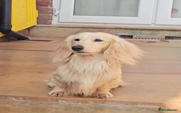 Miniature Dachshund dogs for stud: Cream Long-haired miniature Dachshund kc reg in Blackburn - Image 22