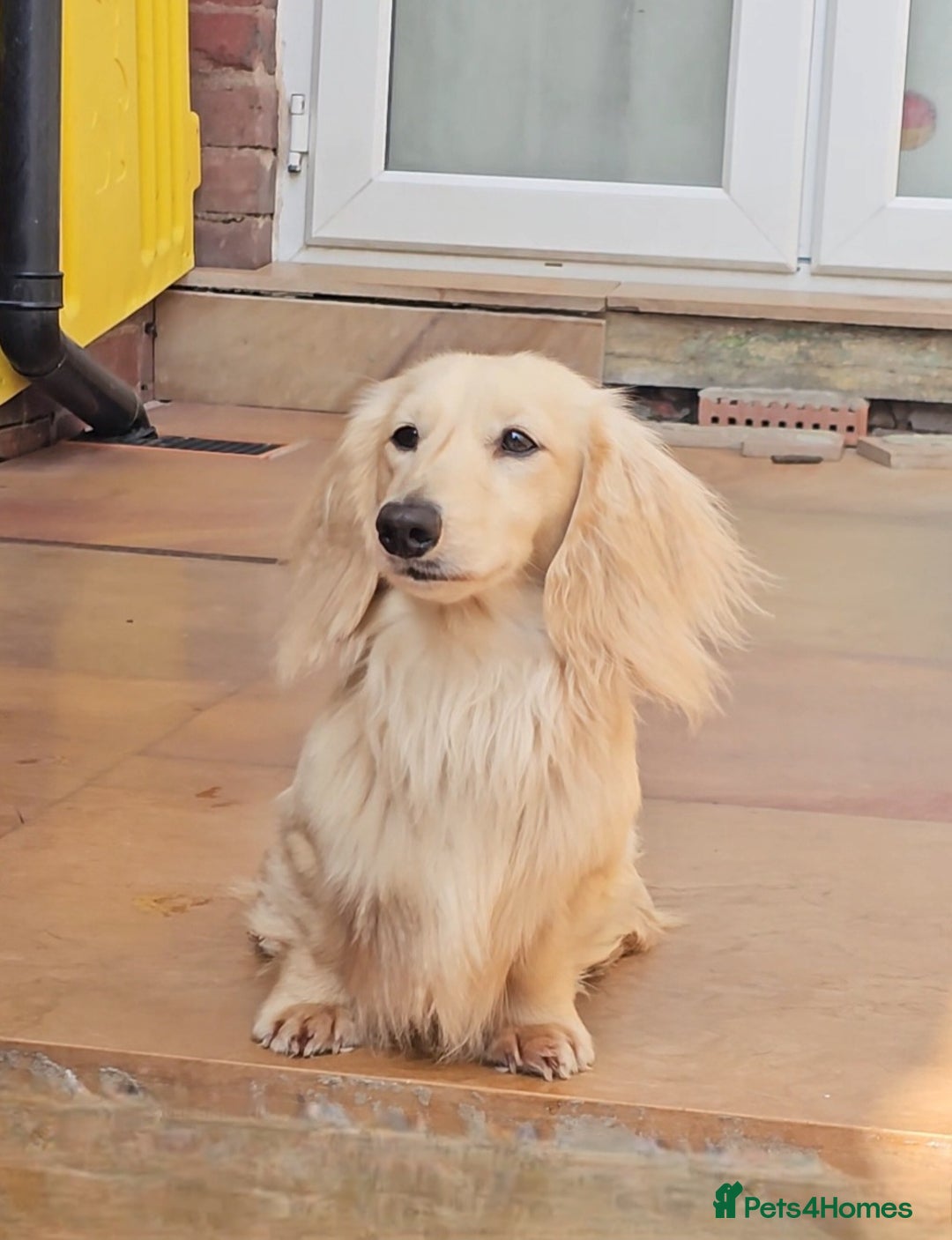 Miniature Dachshund dogs for stud: Cream Long-haired miniature Dachshund kc reg in Blackburn - Image 22