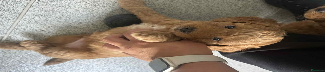 Mixed Breed Puppy 2