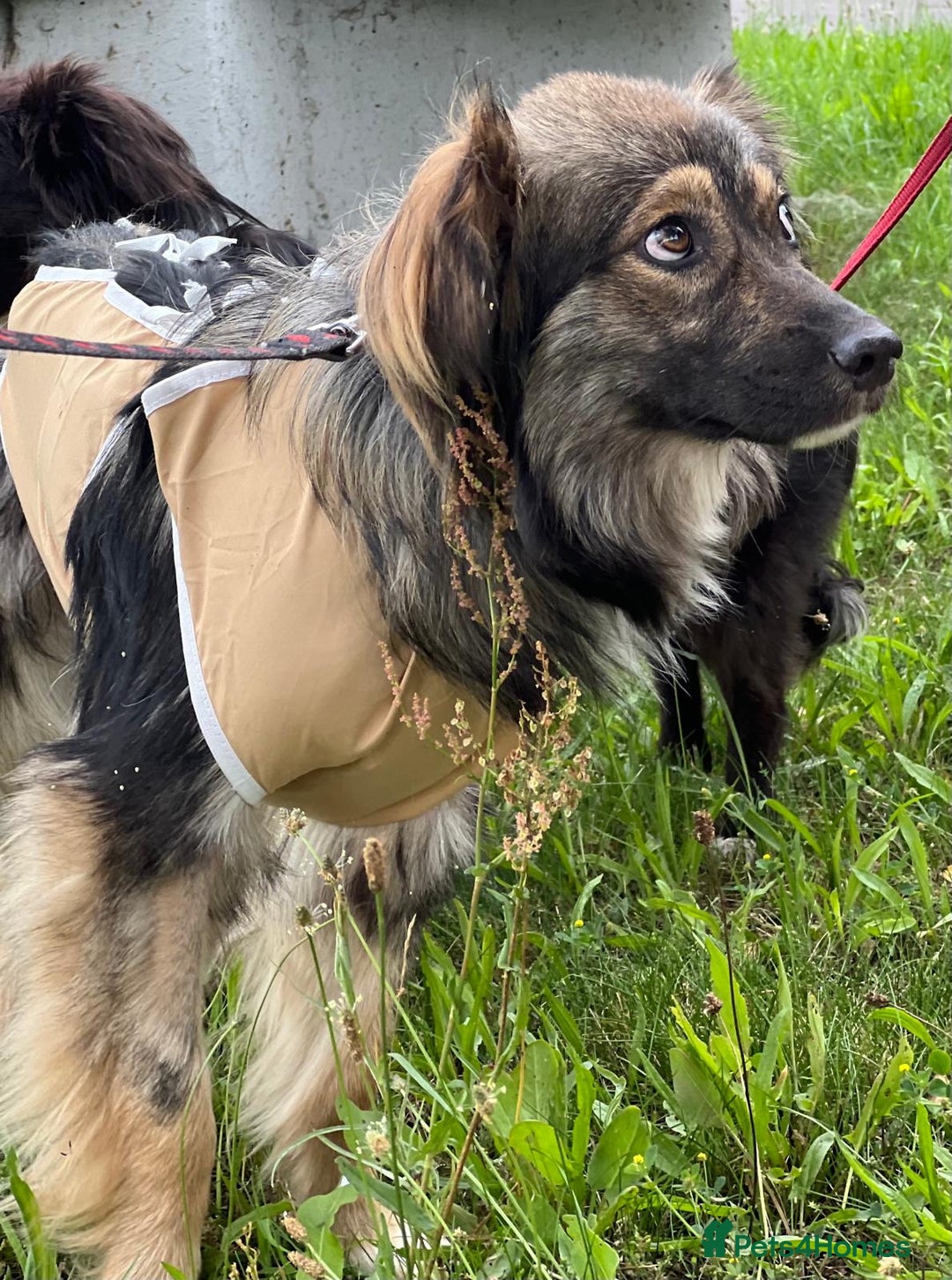 Border Collie dogs for adoption: MONA – Border Collie (Female) - Advert 4