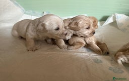 Maltipoo dogs for sale: Maltipoo puppies - Image 1