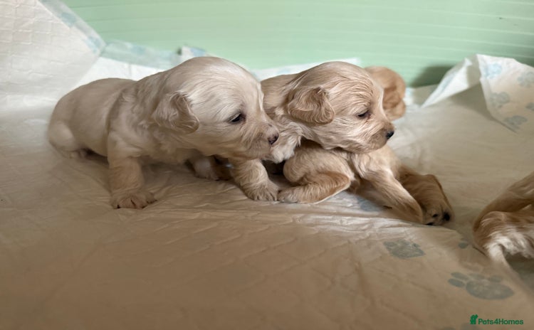 Maltipoo dogs - Advert 2