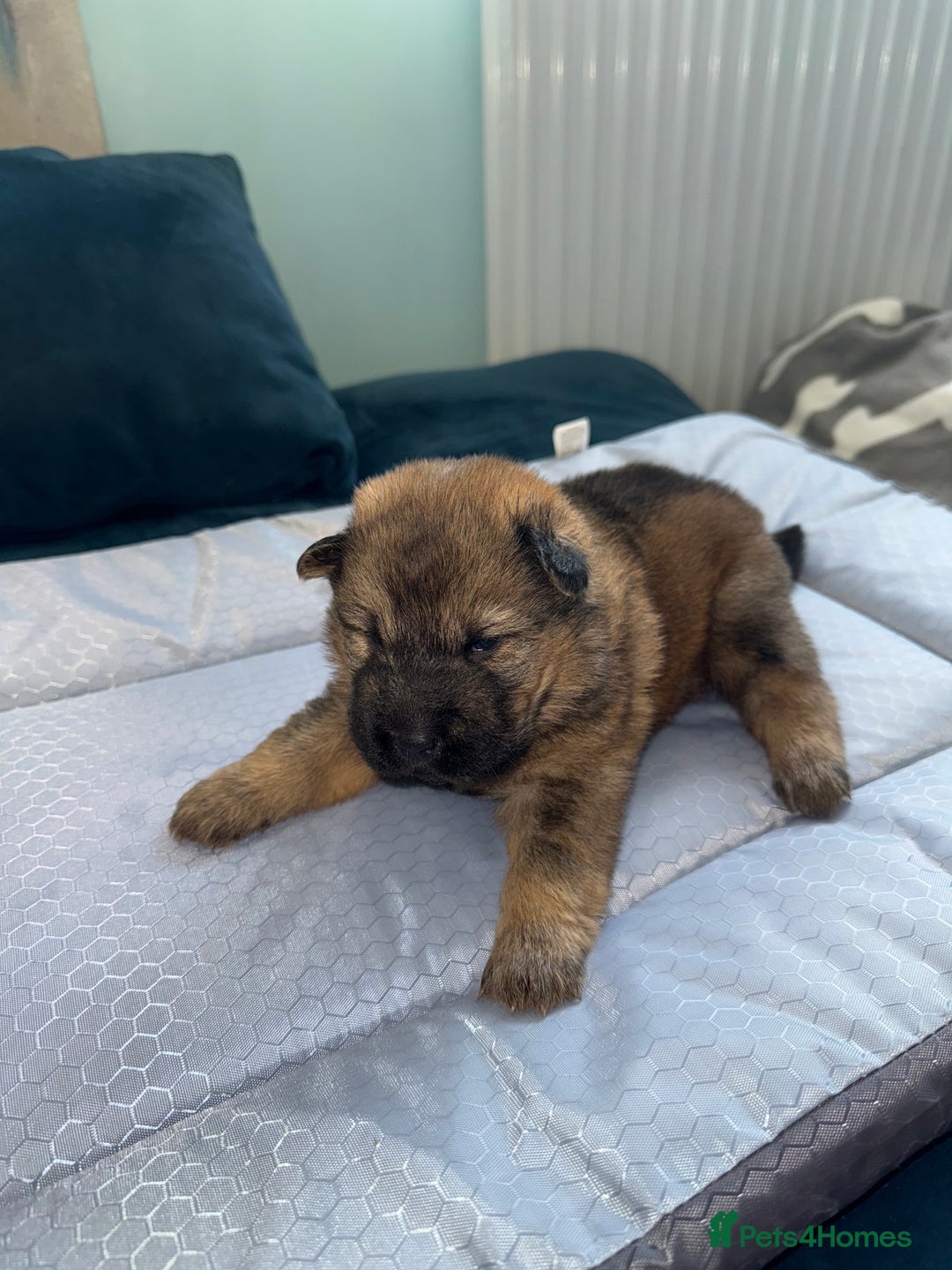 Mixed Breed dogs for sale: shar pei puppys - Image 9