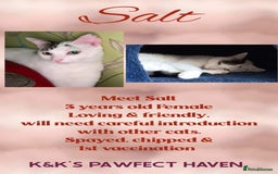 Domestic Shorthair cats for sale: Kittens and cats for adoption.  - Image 17