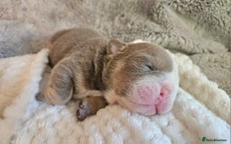 English Bulldog dogs for sale: Outstanding KC English Bulldogs, Top Quality Pups - Image 33