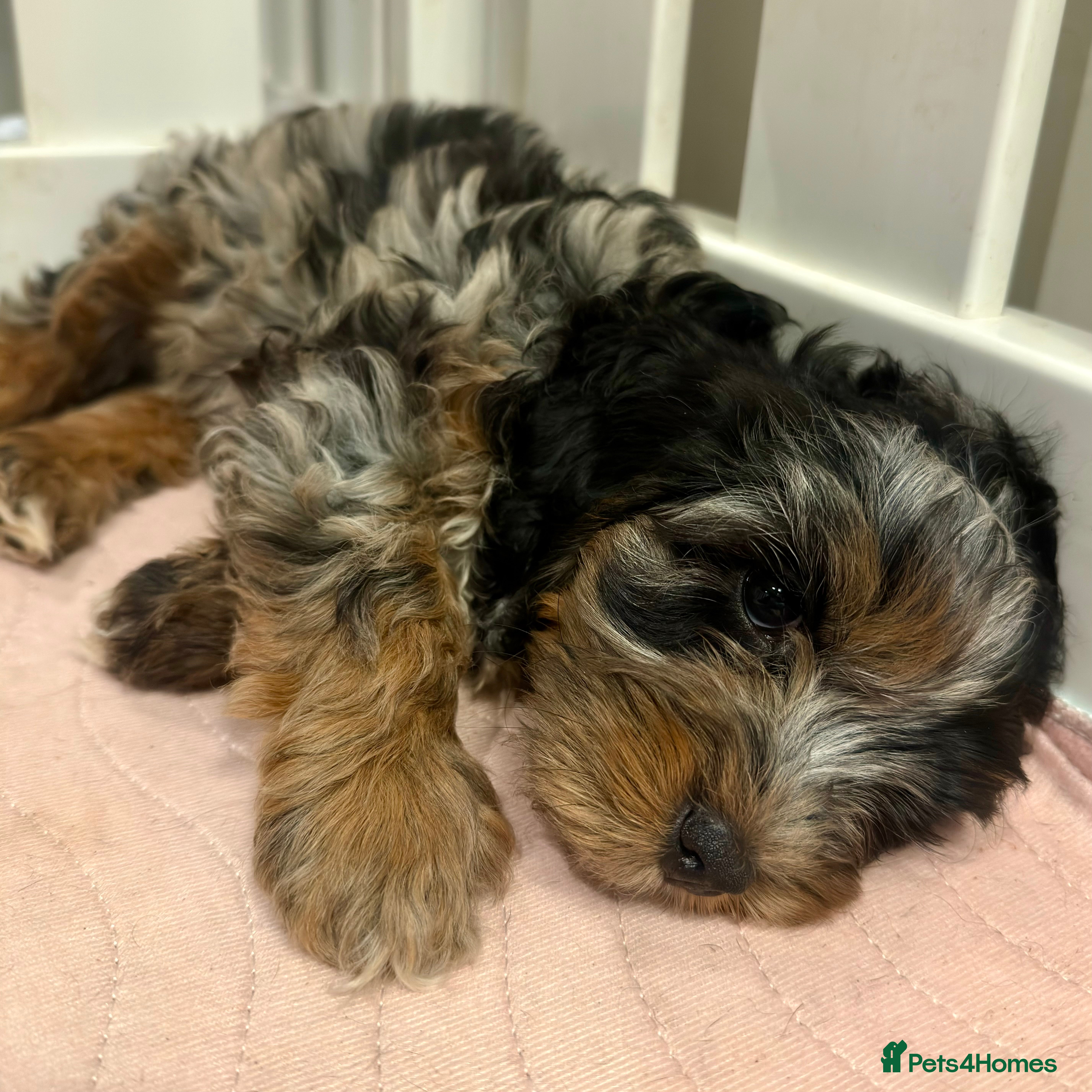 Cavapoo dogs Gorgeous Rainbow Cavapoos 🌈 - Advert 3