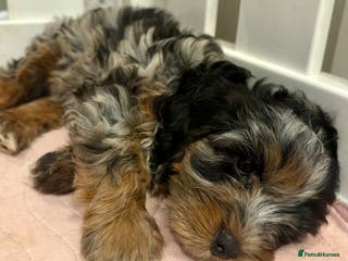 Cavapoo dogs Gorgeous Rainbow Cavapoos 🌈 - Advert 6