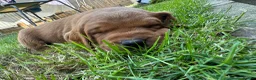 Labrador Retriever dogs for sale: Dark fox red Labrador puppies in Newcastle upon Tyne - Advert 9