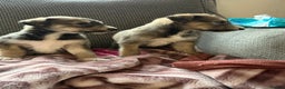 Lurcher dogs for sale: Beautiful woolly coated lurcher pups  - Advert 6