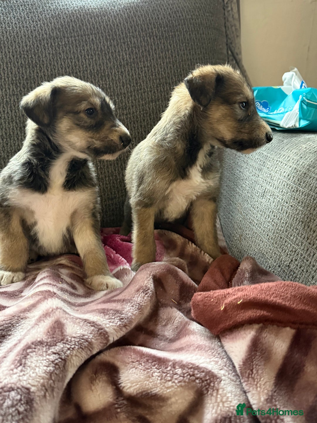 Lurcher dogs for sale: Beautiful woolly coated lurcher pups  - Advert 6