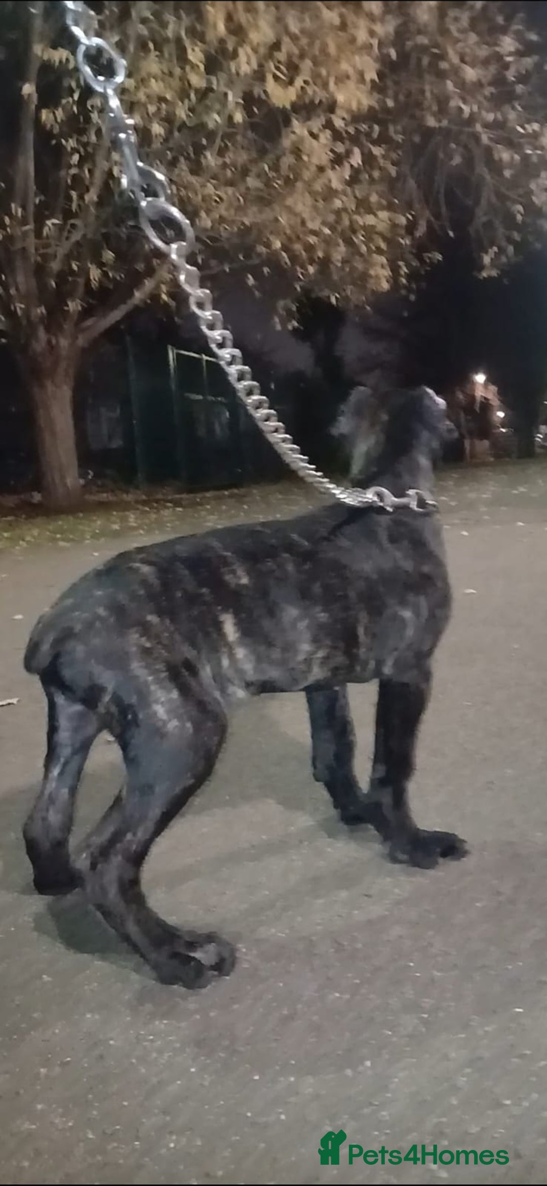 Cane Corso dogs for sale: Russian/Romanian cane Corso pup  - Advert 1