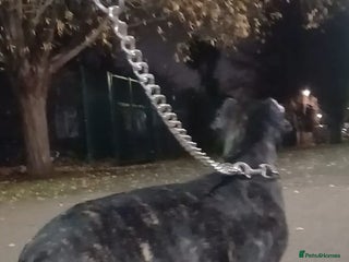 Cane Corso dogs Russian/Romanian cane Corso pup - Advert 1