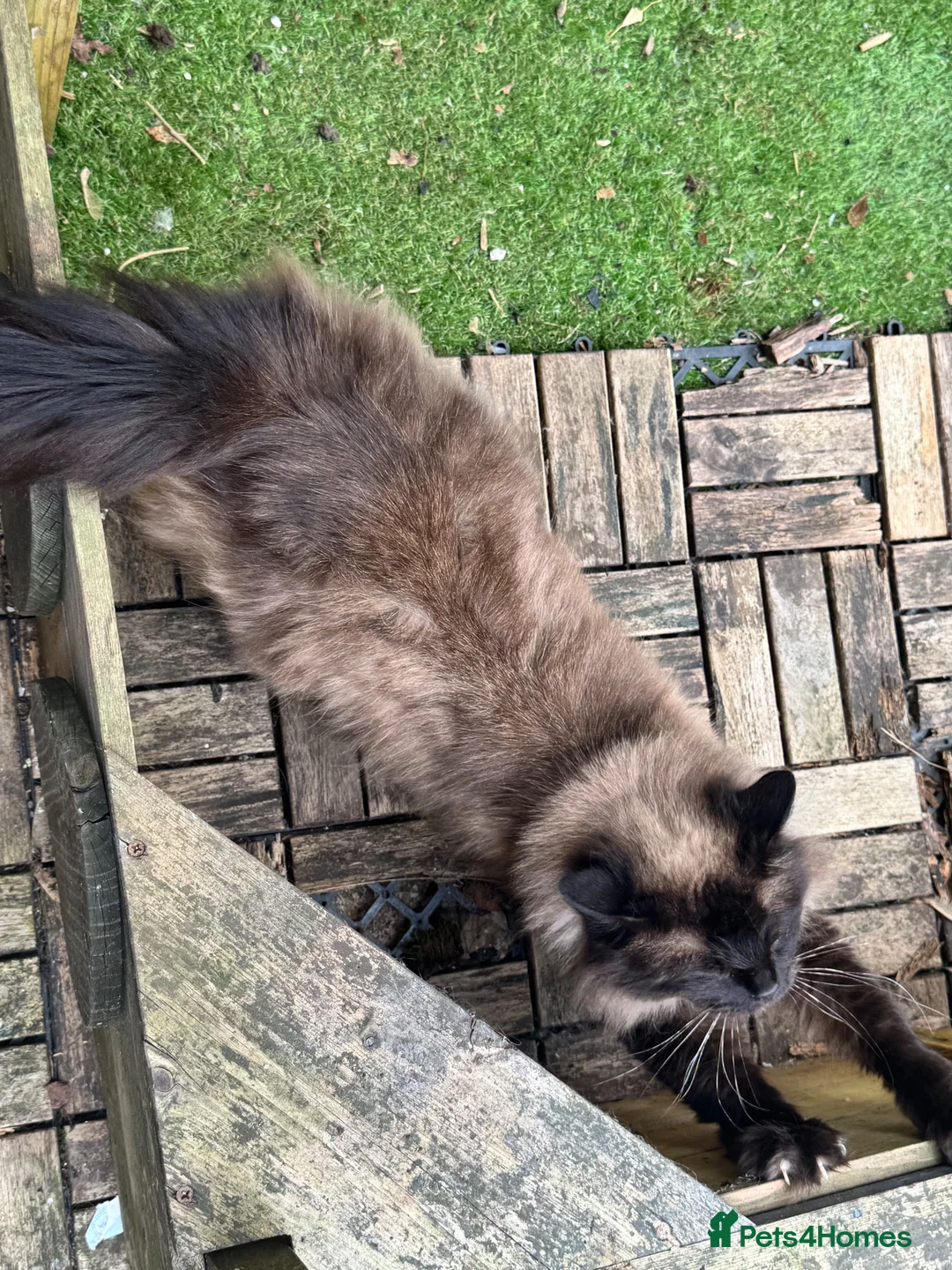 Ragdoll cats for adoption: Beautiful Female Ragdoll-  Looking for a Home - Advert 9